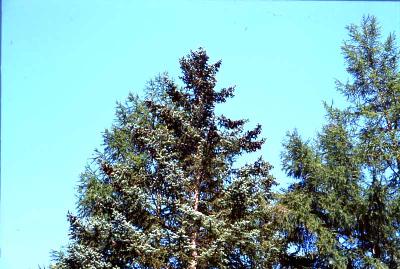 종비나무(Picea koraiensis Nakai)