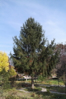 독일가문비(Picea abies (L.) H.Karst.)