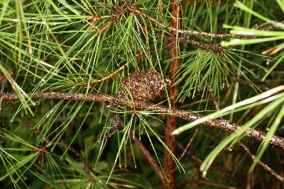 테에다소나무(Pinus taeda L.)