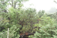 눈잣나무(Pinus pumila (Pall.) Regel)