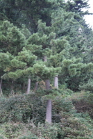 섬잣나무(Pinus parviflora Siebold & Zucc.)