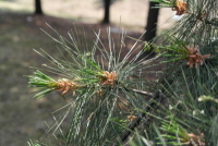 Plant Illustration Details