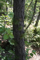 리기다소나무(Pinus rigida Mill.)