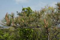 소나무(Pinus densiflora Siebold & Zucc.)