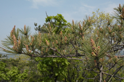 Pinus densiflora Siebold & Zucc.