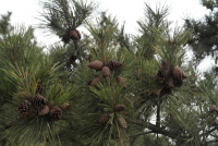 곰솔(Pinus thunbergii Parl.)