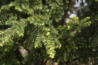 Plant Illustration Details