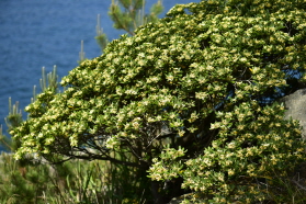 돈나무(Pittosporum tobira (Thunb.) W.T.Aiton)