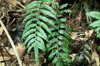 Plant Illustration Details