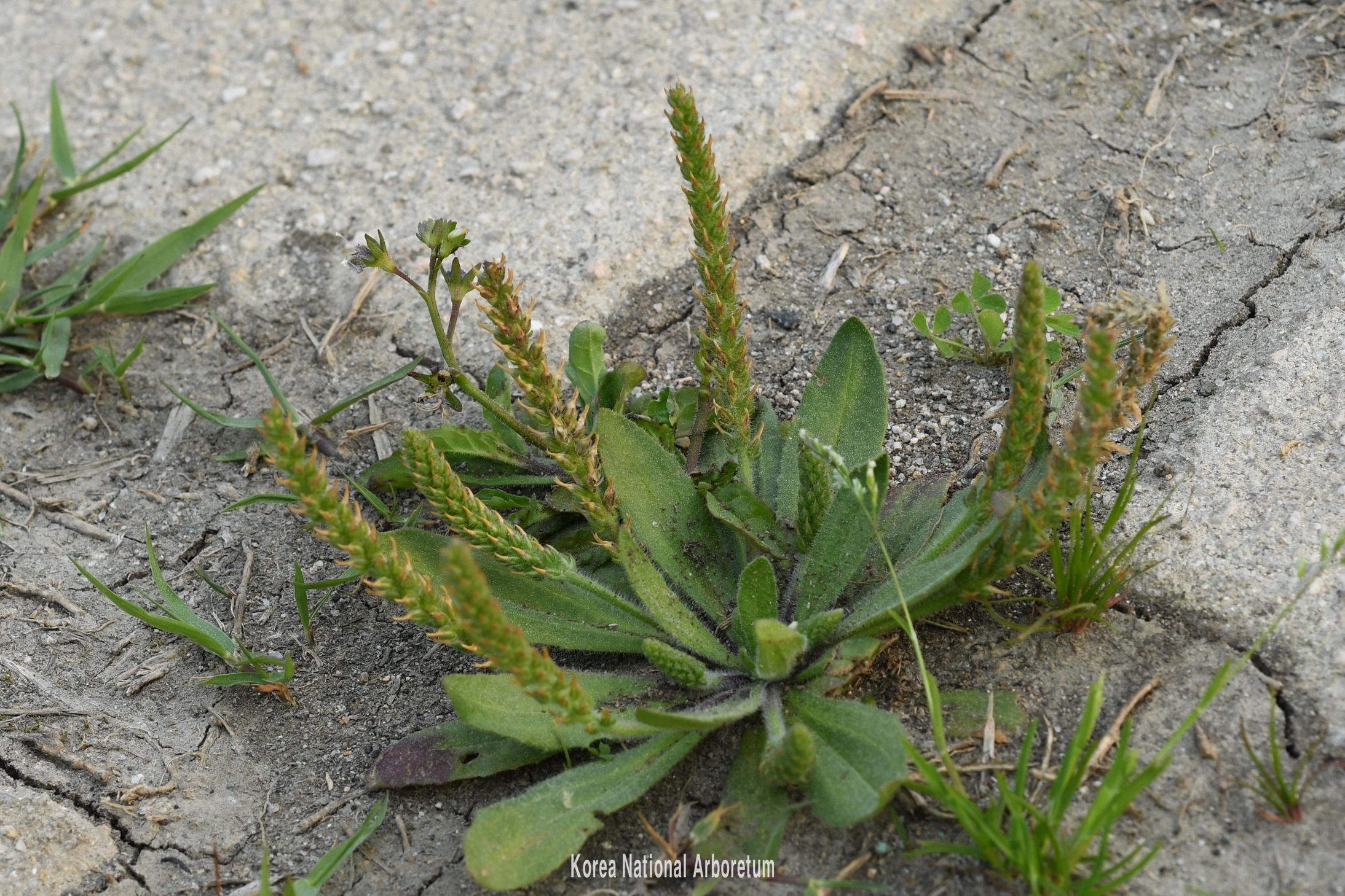 Plant Illustration Details