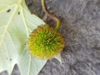 양버즘나무(Platanus occidentalis L.)