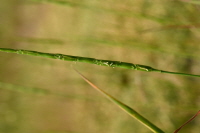 Plant Illustration Details