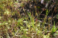 Plant Illustration Details