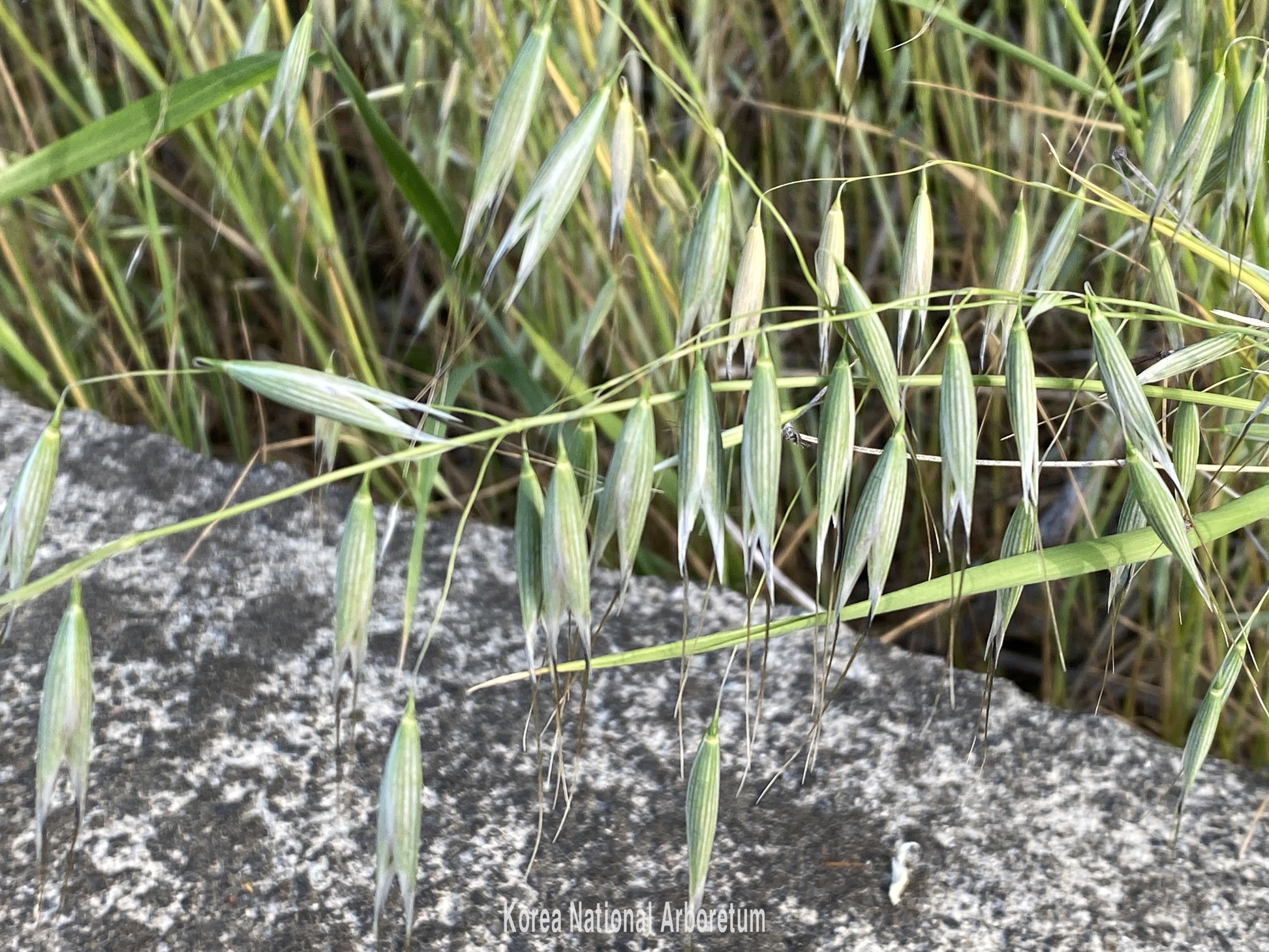 Plant Illustration Details