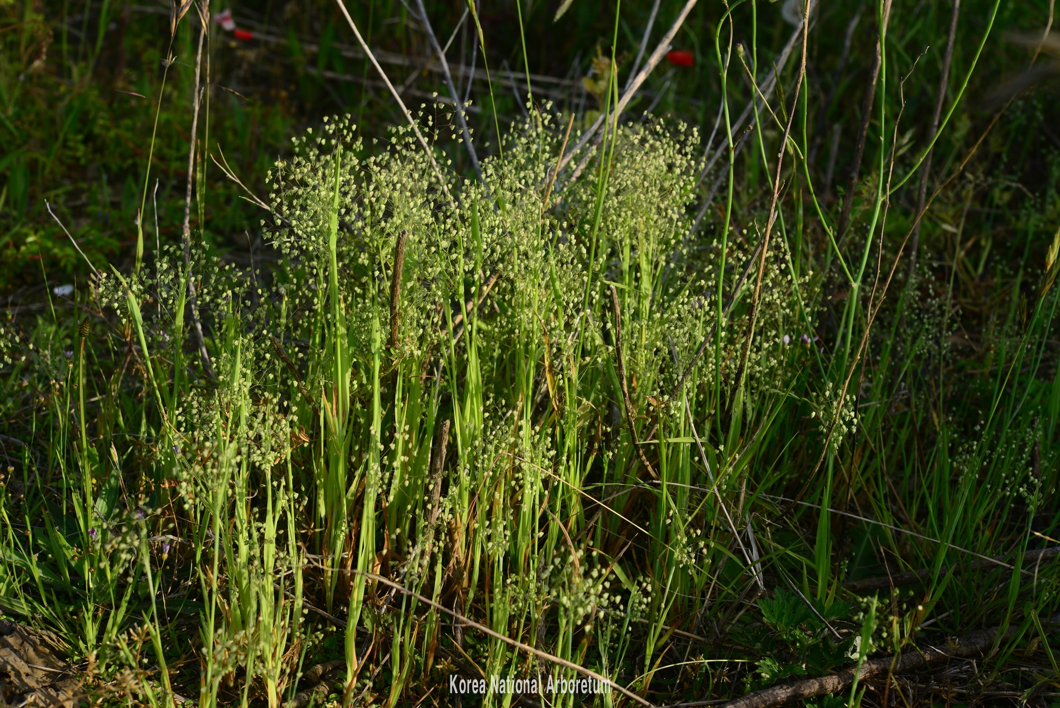 Plant Illustration Details