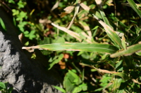 Plant Illustration Details