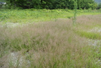 큰비노리(Eragrostis pilosa (L.) P.Beauv.)