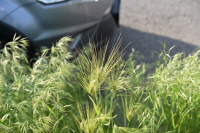 보리(Hordeum vulgare L.)