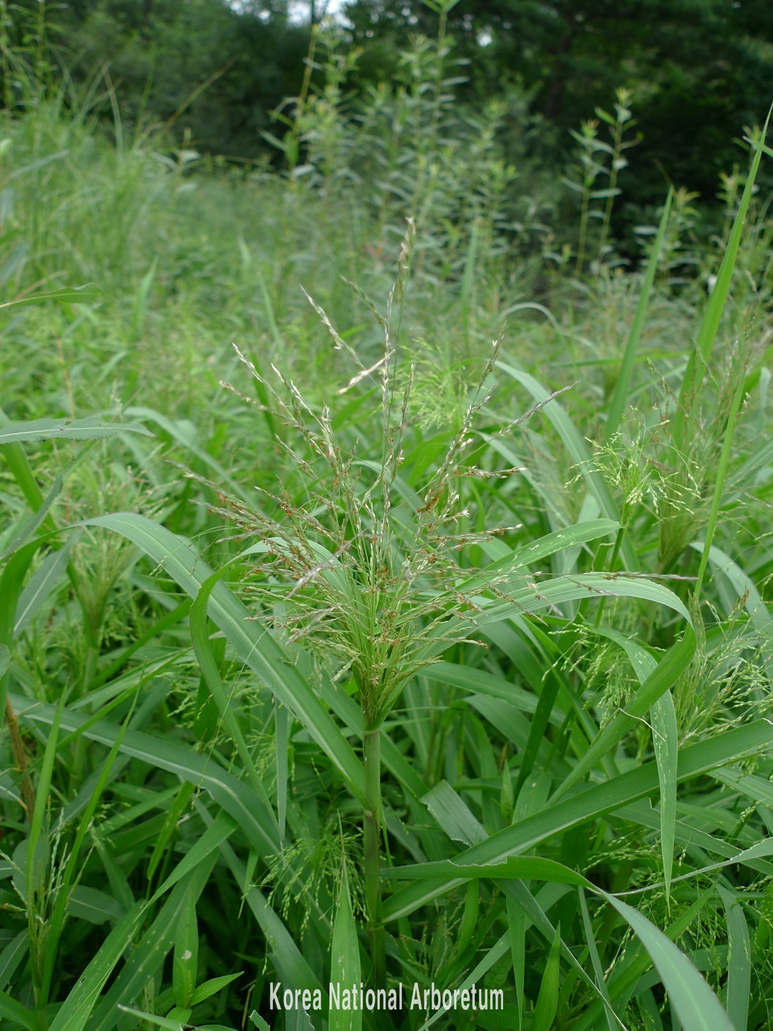 Plant Illustration Details