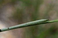 왕포아풀(Poa pratensis L.)