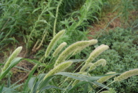 Plant Illustration Details