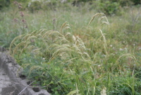 Plant Illustration Details