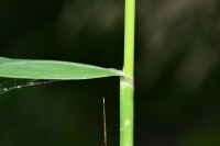 Plant Illustration Details