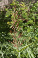 Plant Illustration Details