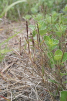 Plant Illustration Details