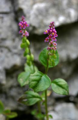 Plant Illustration Details