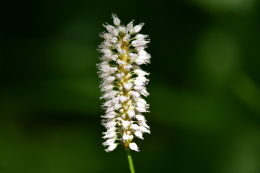 Plant Illustration Details