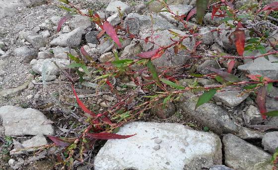 여뀌(Persicaria hydropiper (L.) Delarbre)