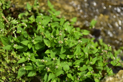 Plant Illustration Details