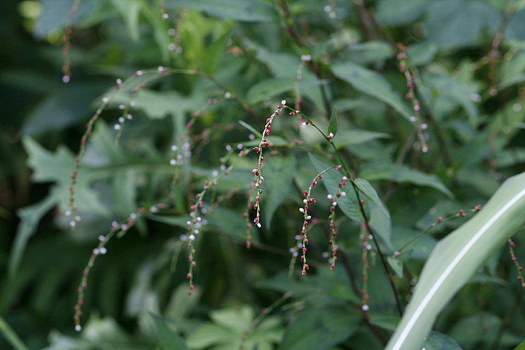 Plant Illustration Details