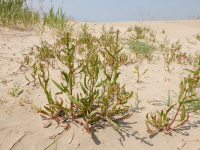 Plant Illustration Details