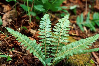 Plant Illustration Details