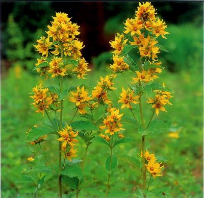 Lysimachia coreana Nakai