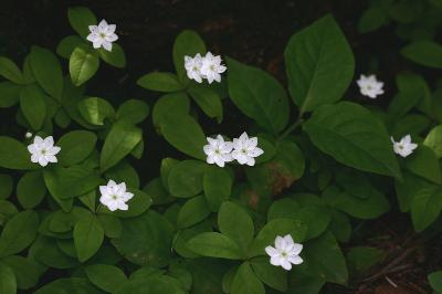 Plant Illustration Details