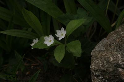 Plant Illustration Details