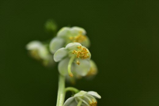 Pyrola japonica Klenze ex Alef.