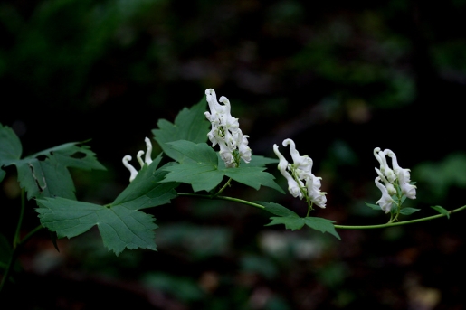 Aconitum longecassidatum Nakai