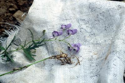 Plant Illustration Details