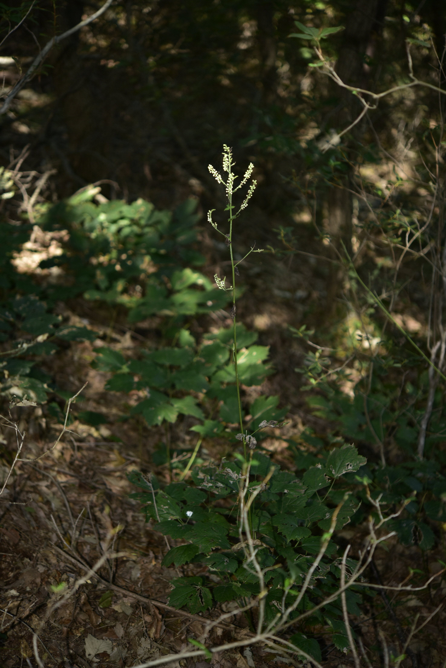 Plant Illustration Details