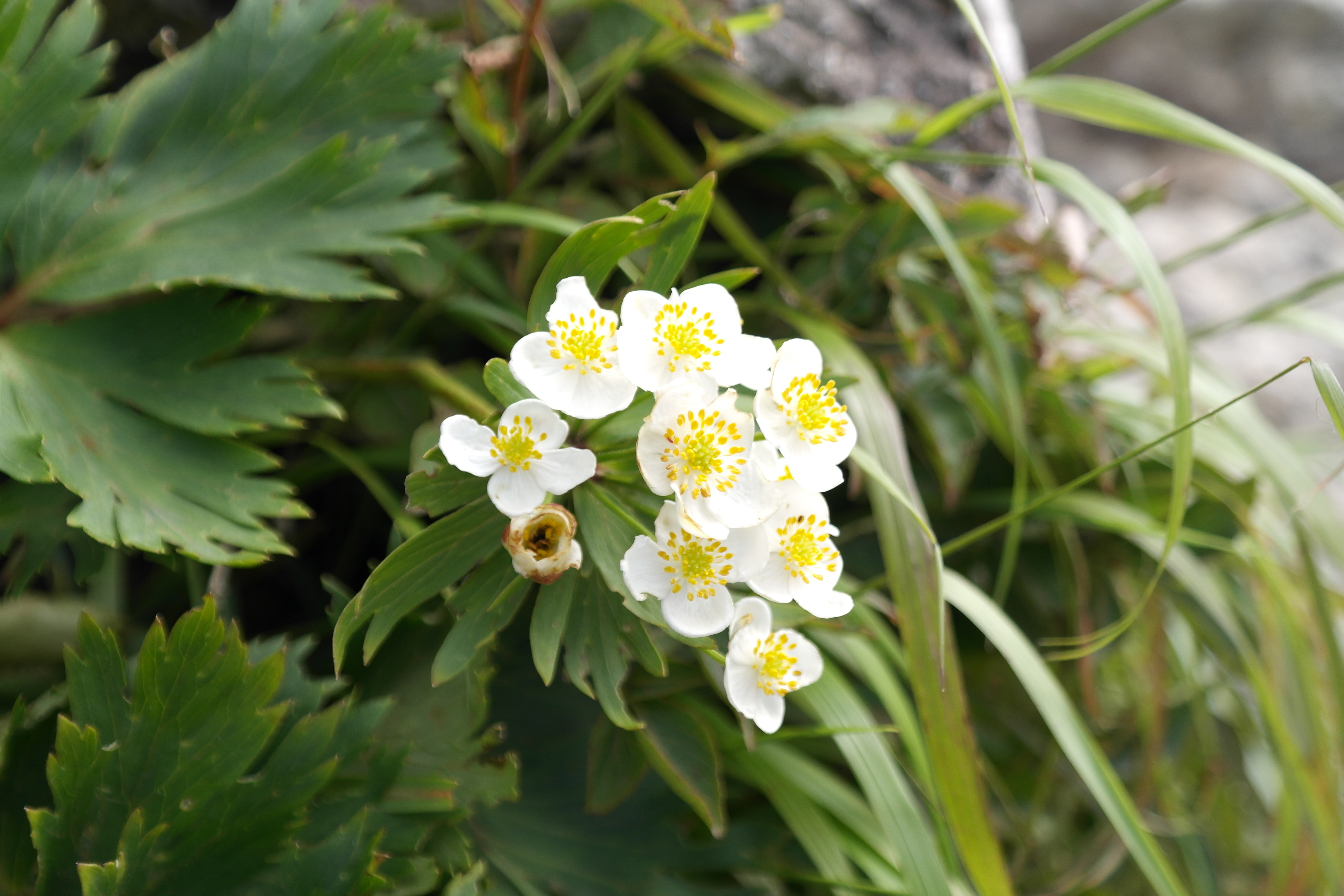 Plant Illustration Details