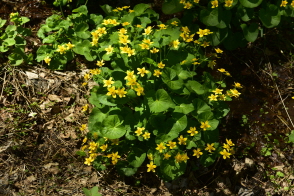 Plant Illustration Details