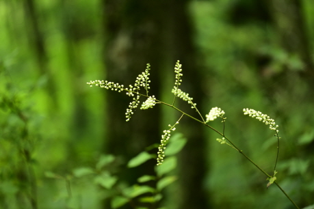 Plant Illustration Details