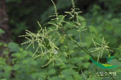 Plant Illustration Details