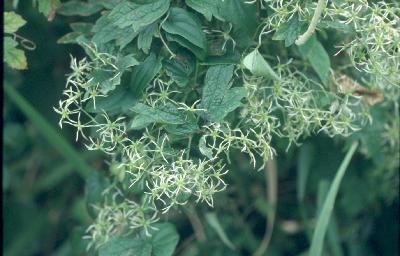 사위질빵(Clematis apiifolia DC.)