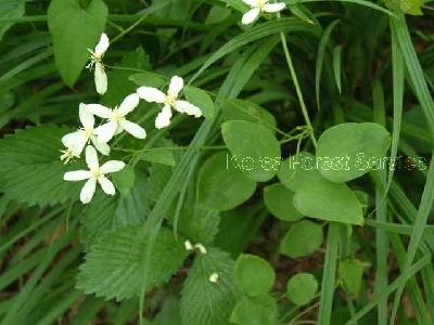 Plant Illustration Details