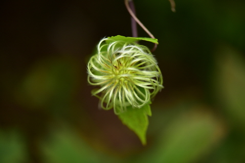 Plant Illustration Details